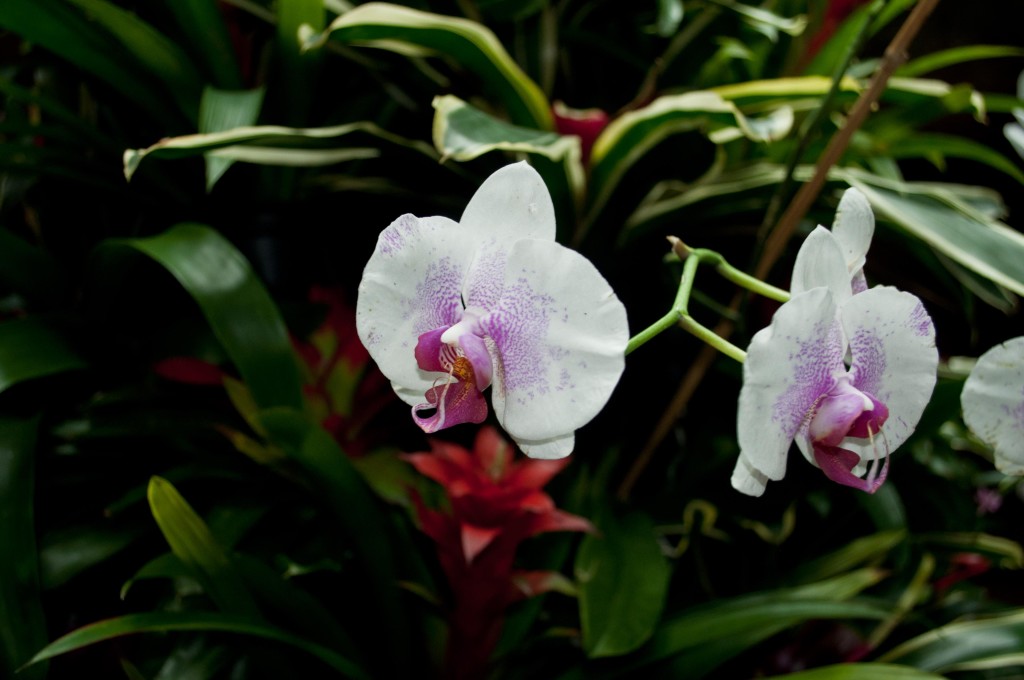 Orchids at Moody Gardens