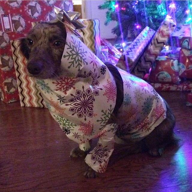 dog wrapped in christmas paper