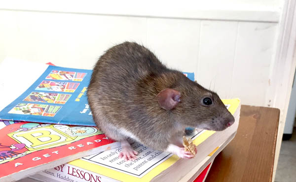 are rats a good pet for kids?