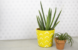 DIY Pineapple Painted Aloe Plant Pot
